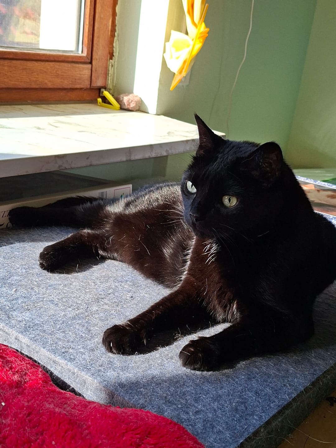 Customer photo review of Katzenstreu (Angebot)