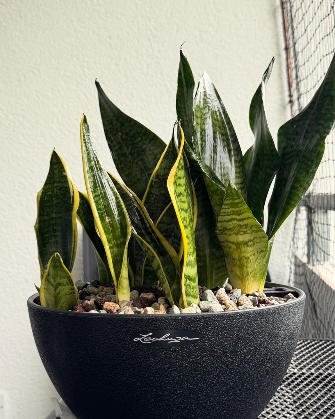 Customer photo review of Floragard Green Jungle Mix, Mineralisches Pflanzengranulat, Mineralische Blumenerde, ohne Torf
