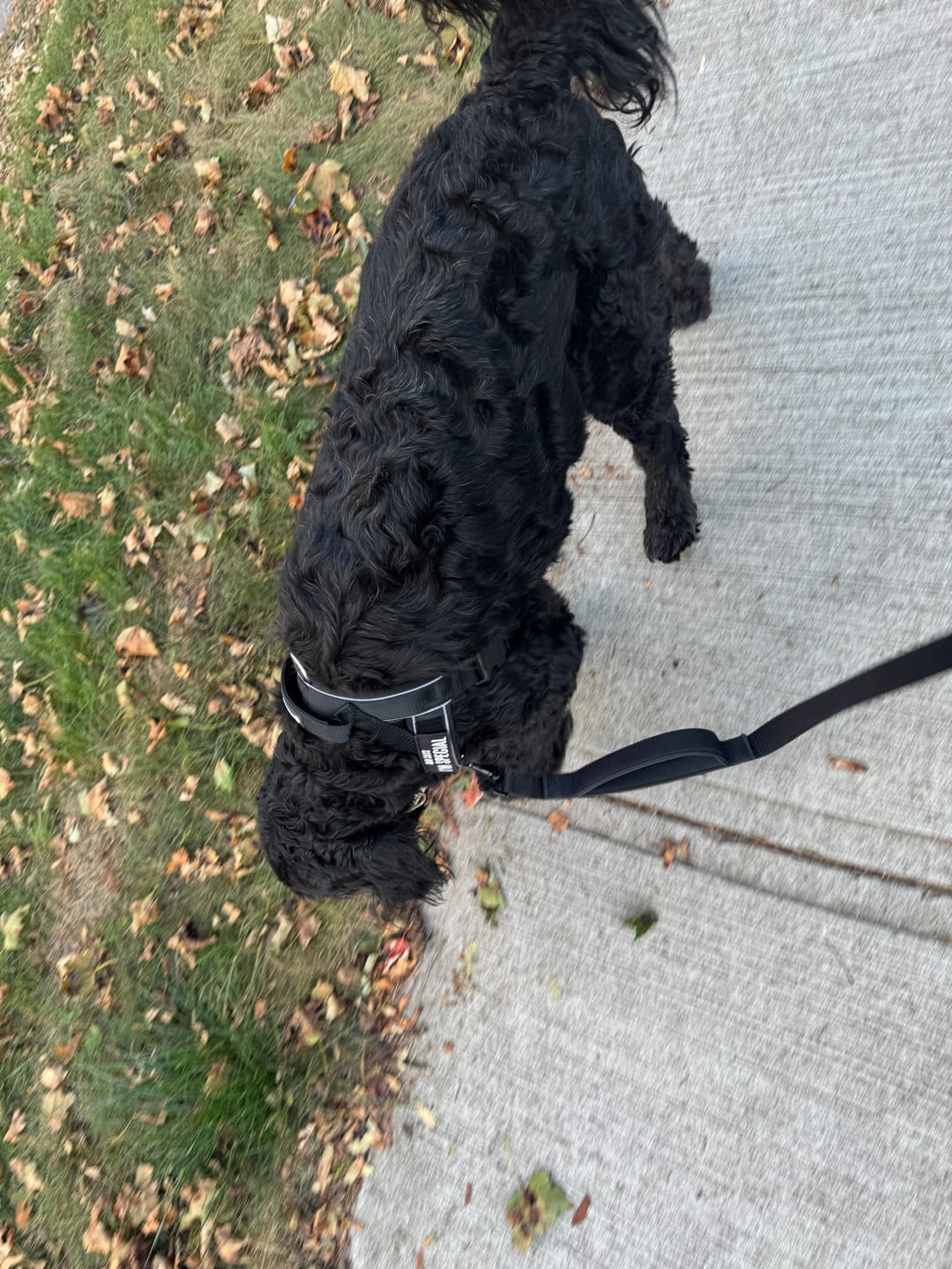 Customer photo review of Grab & Go Harness - Black