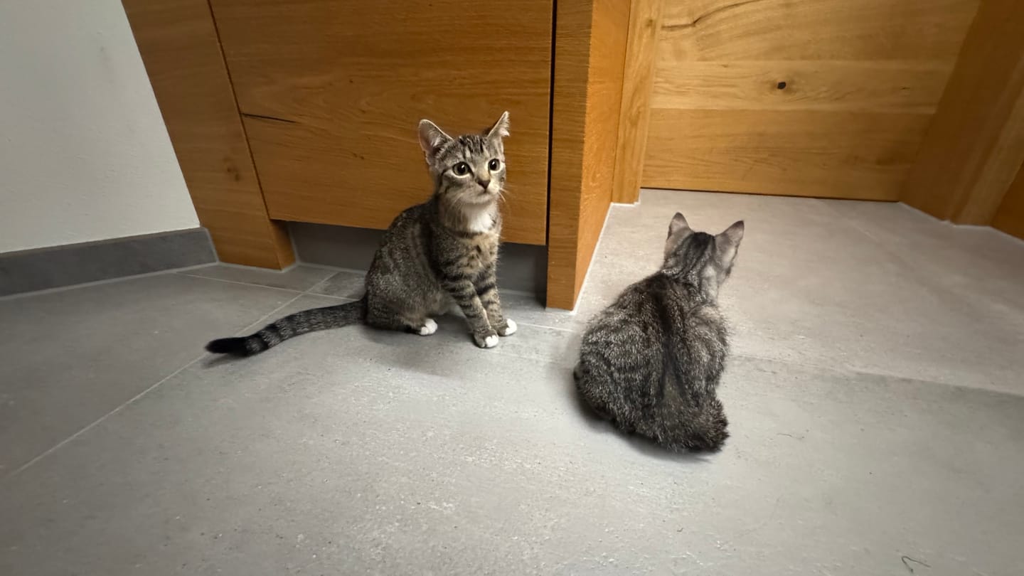 Customer photo review of Naturreines Katzenstreu