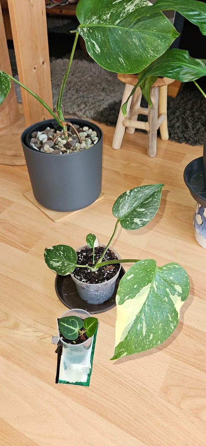 Customer photo review of Floragard Green Jungle Mix, Mineralisches Pflanzengranulat, Mineralische Blumenerde, ohne Torf