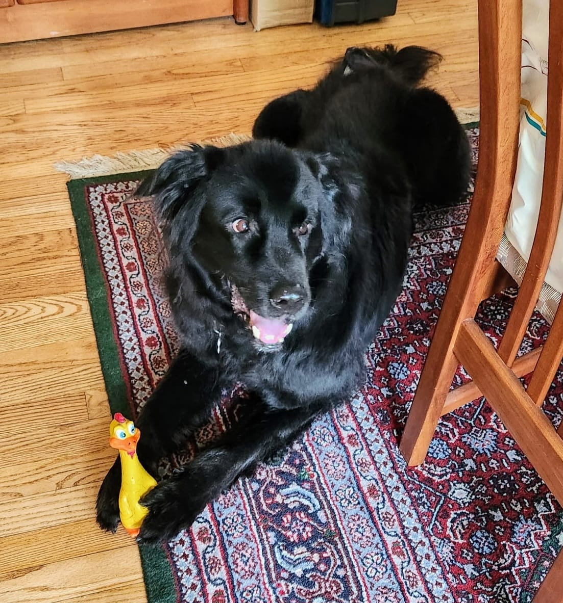 Customer photo review of SCOBYDOG No Pull Harness