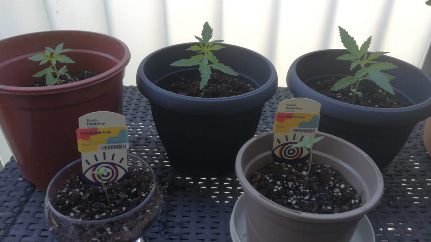 Customer photo review of Floragard Professional Growmix 70L, Cannabis Erde Topfsubstrat mit Perlite und Trichoderma