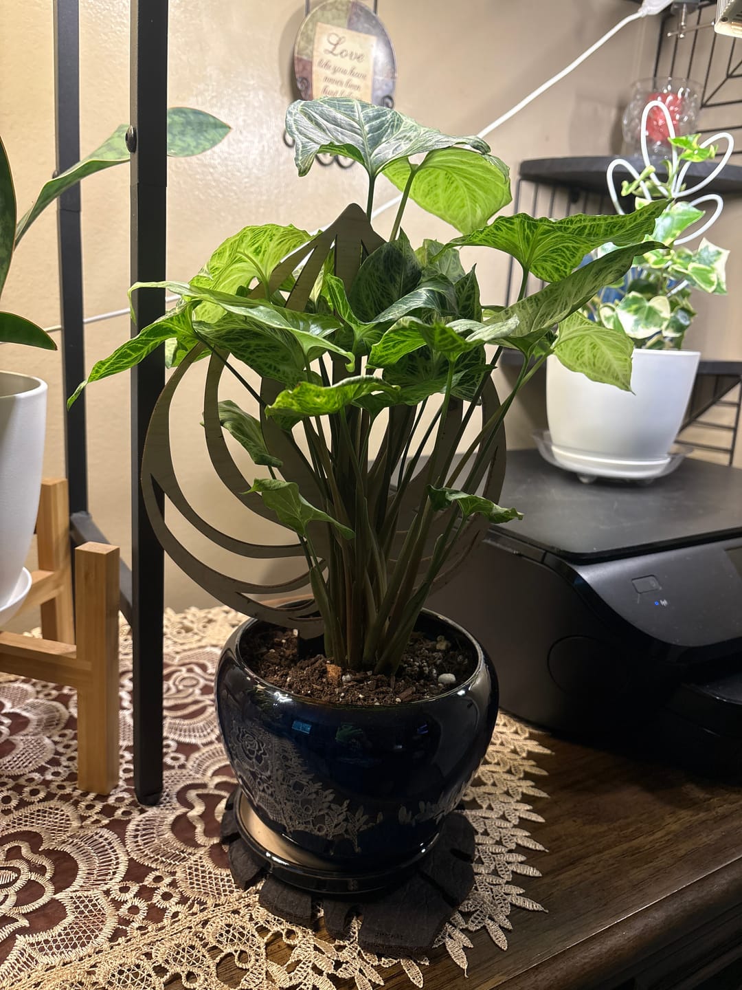 Customer photo review of BARE™ Peptrella™ - Customizable wooden plant support - Inspired by the Peperomia leaf