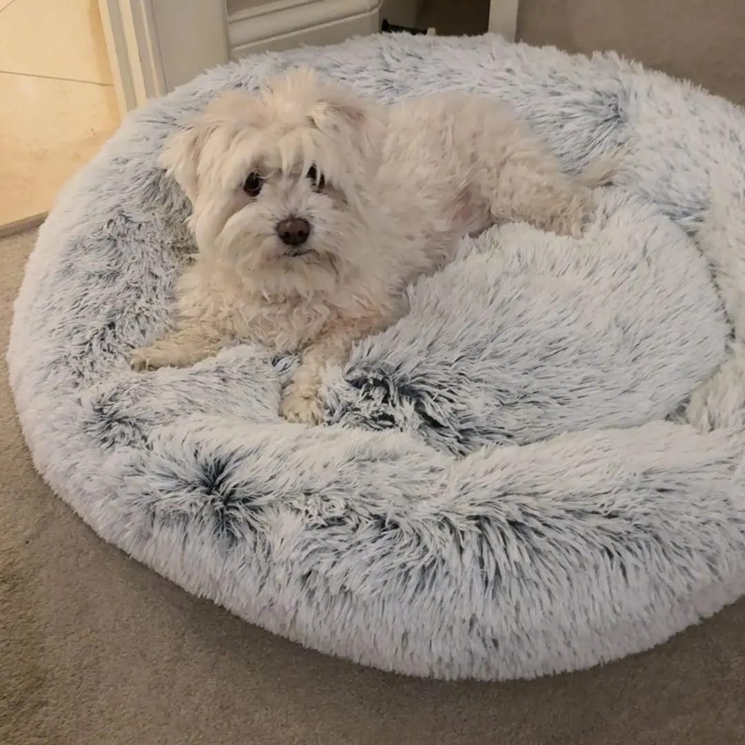Customer photo review of Calming Orthopedic Dog Bed