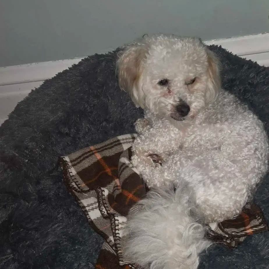 Customer photo review of Calming Orthopedic Dog Bed