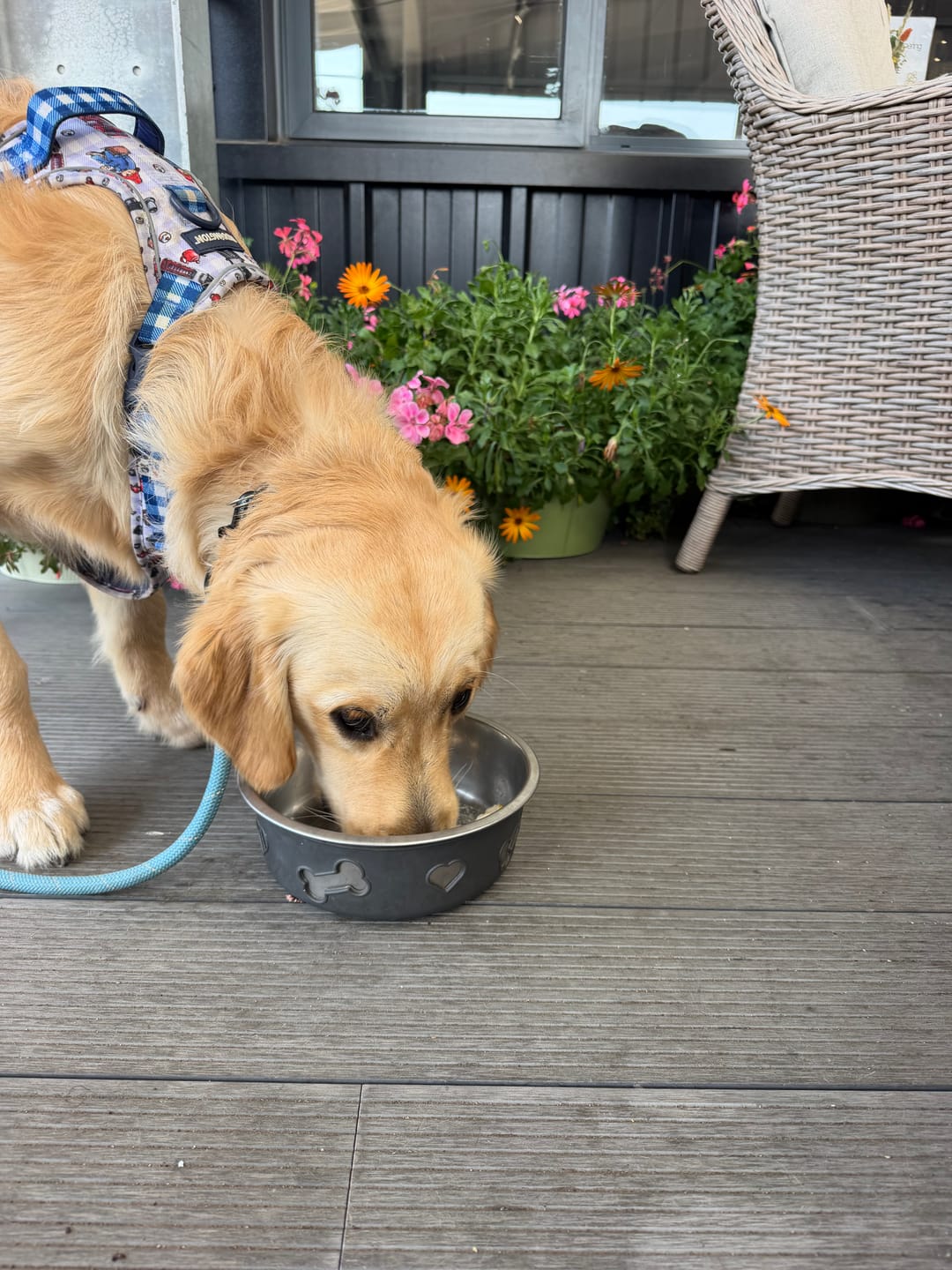 Customer photo review of Paddington™ Tough Trails™ Harness - London