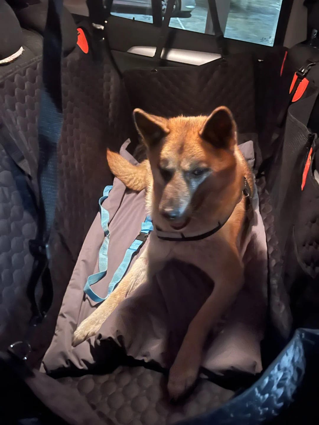 Customer photo review of WanderPup Dog Seat Cover
