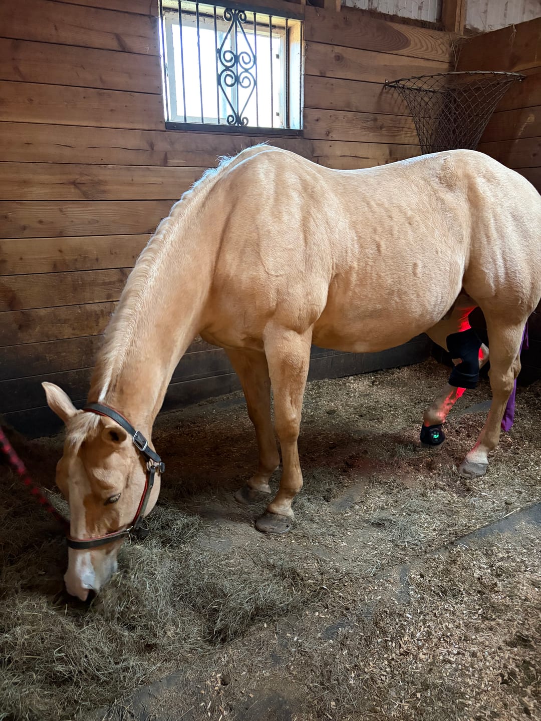 Customer photo review of HorseHalo™  HaloHocks