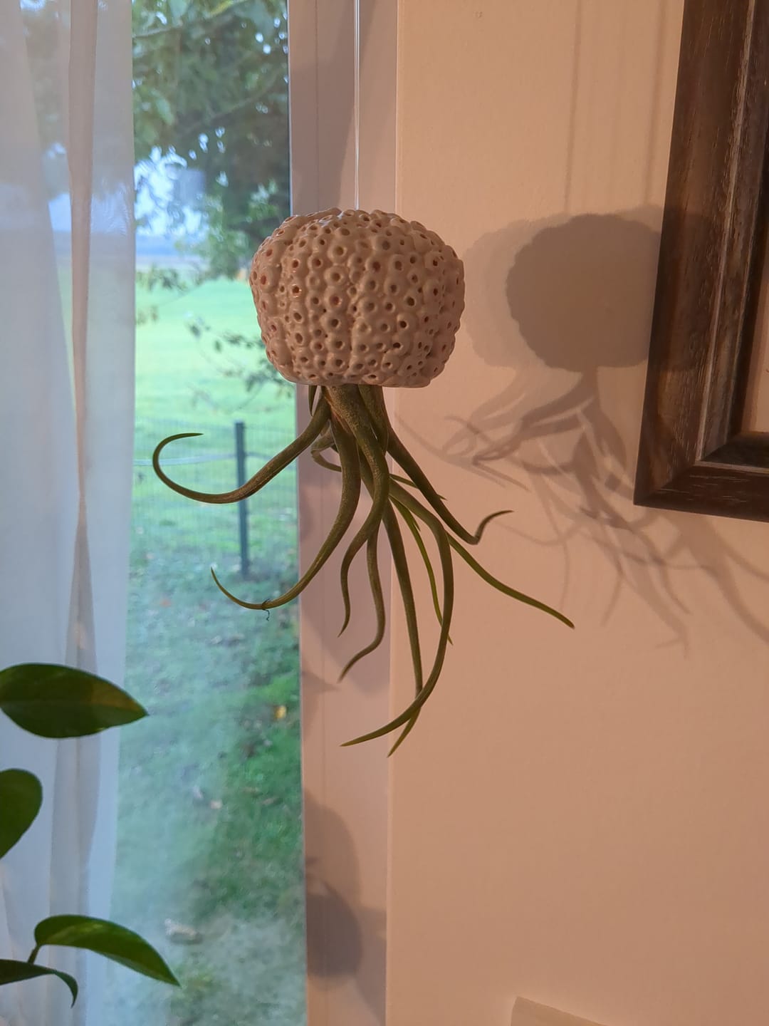 Customer photo review of Tillandsia caput medusae