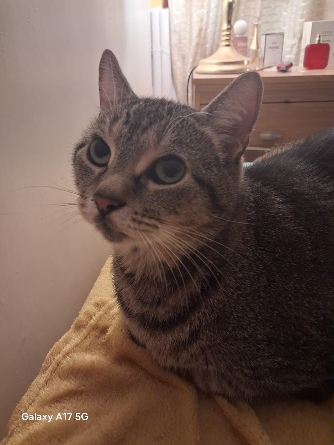 Customer photo review of Cat Duo Pack