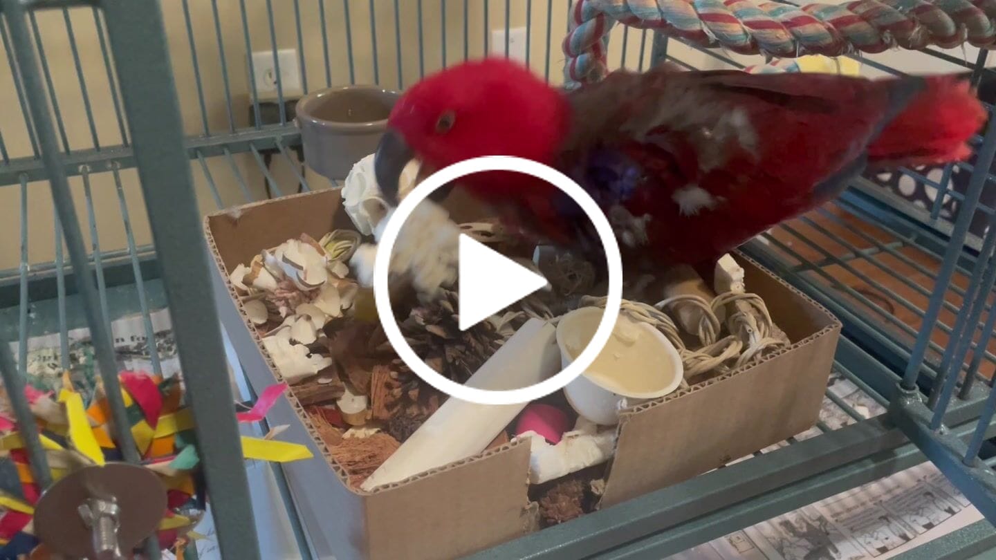 Customer video review of Foraging Flat Bird Toy (BYOT) – Interactive Treat Hide & Shredding Tray for Parrots, Conures, Cockatiels