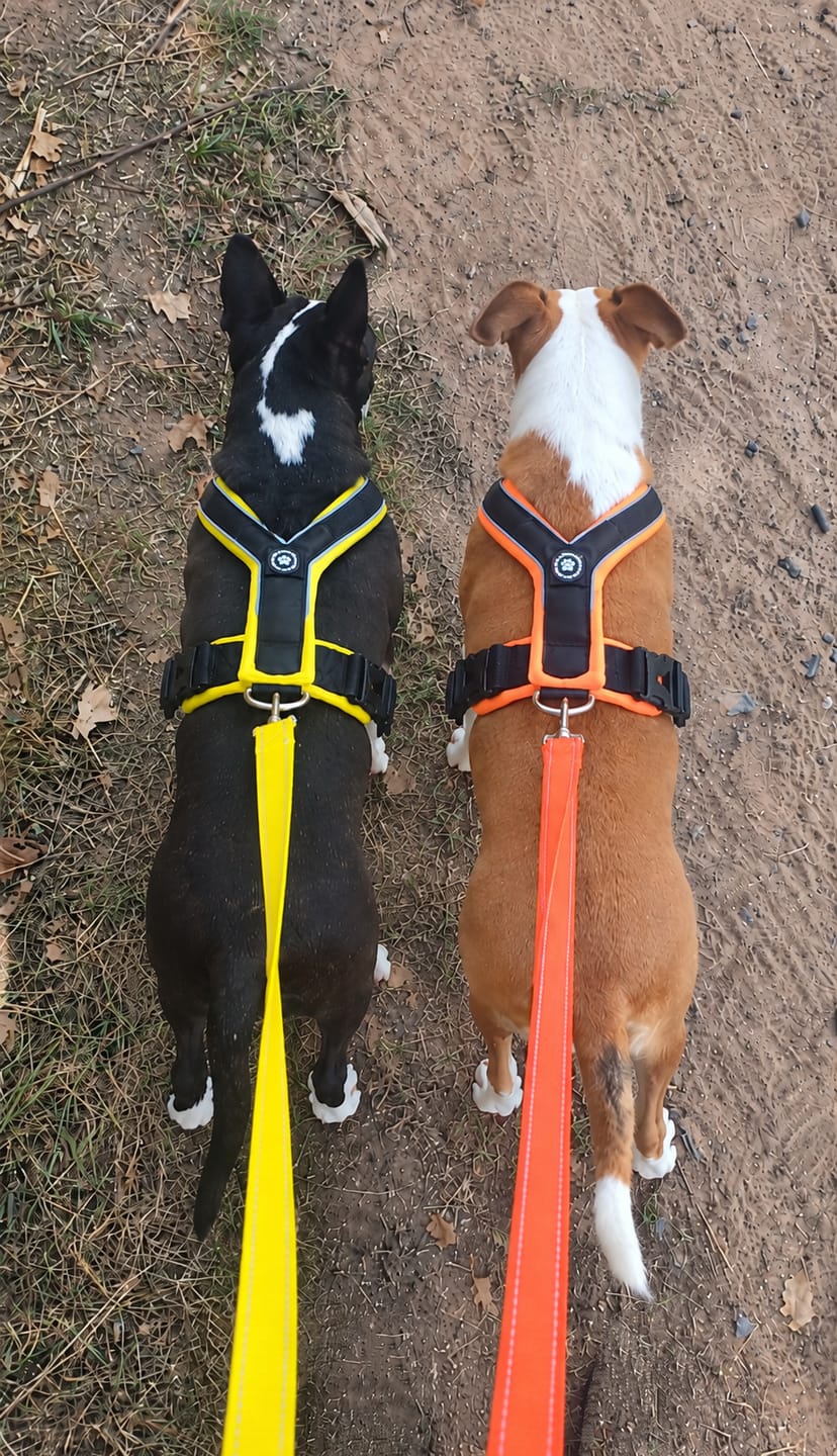 Customer photo review of Slip on Harness | Foam Padded - Black x Orange