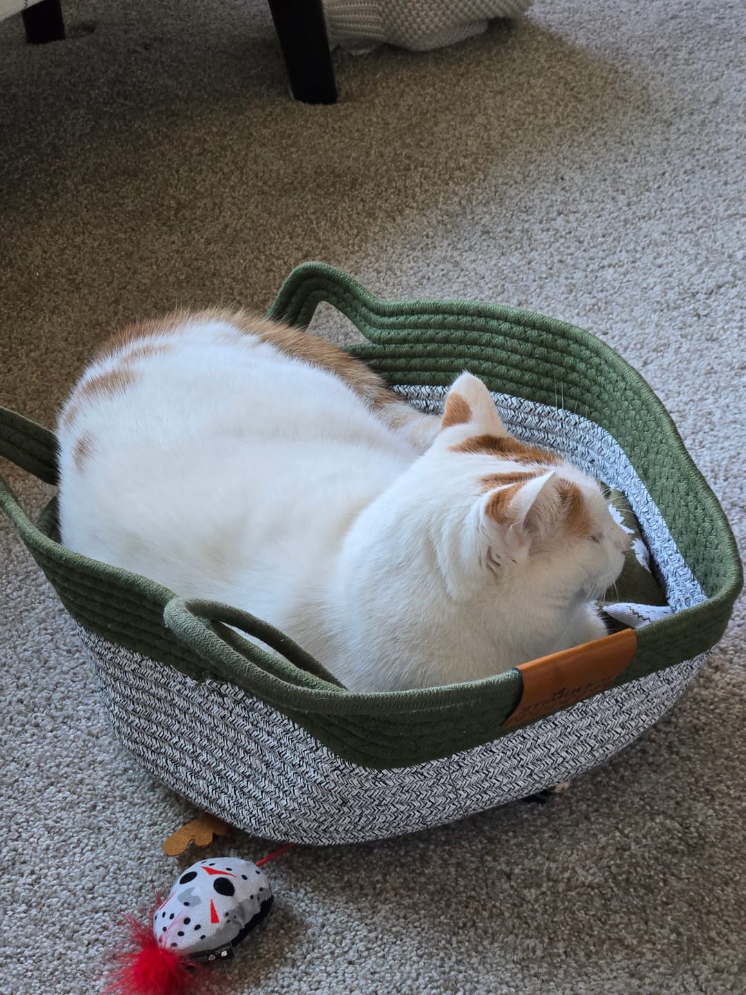Customer photo review of Instinct Basket | Meet the first research-backed natural territory for indoor cats