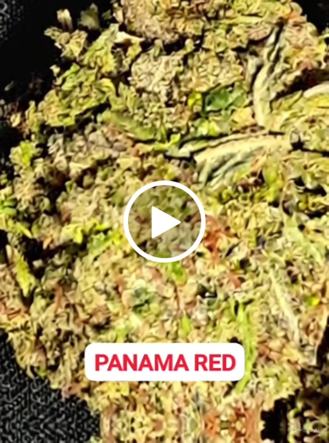 Customer video review of Panama Red THCA Flower