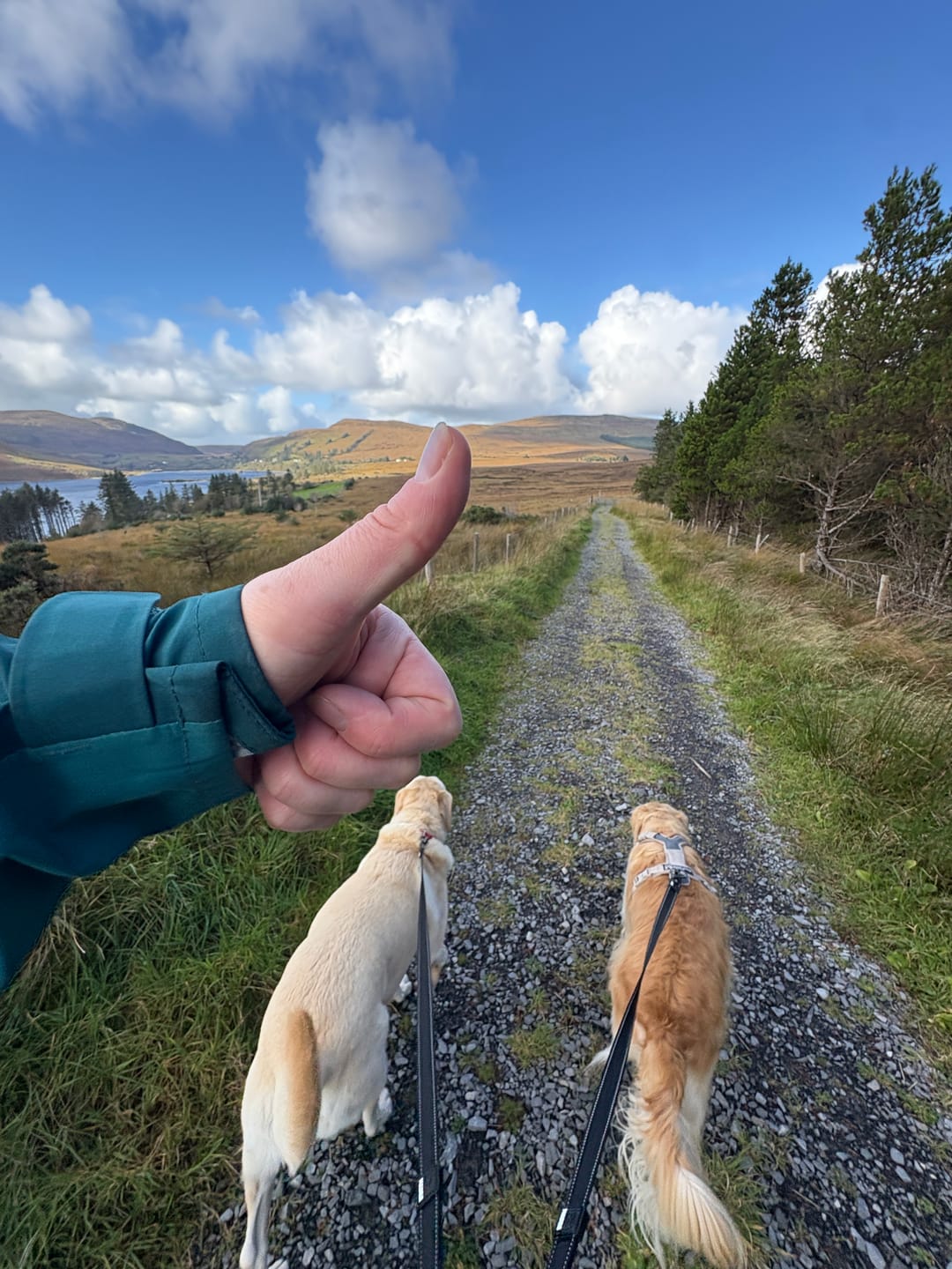 Customer photo review of City Dual Leash (Walk Two Dogs)