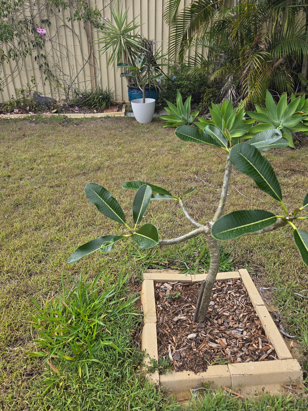 Customer photo review of Singapore White Frangipani - Plumeria obtusa