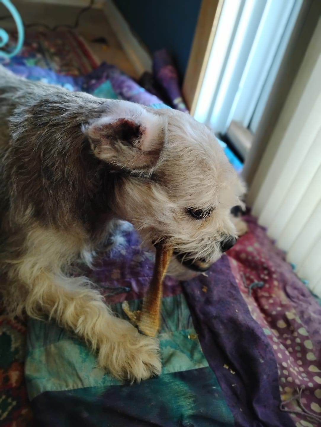 Customer photo review of Walleye Skins