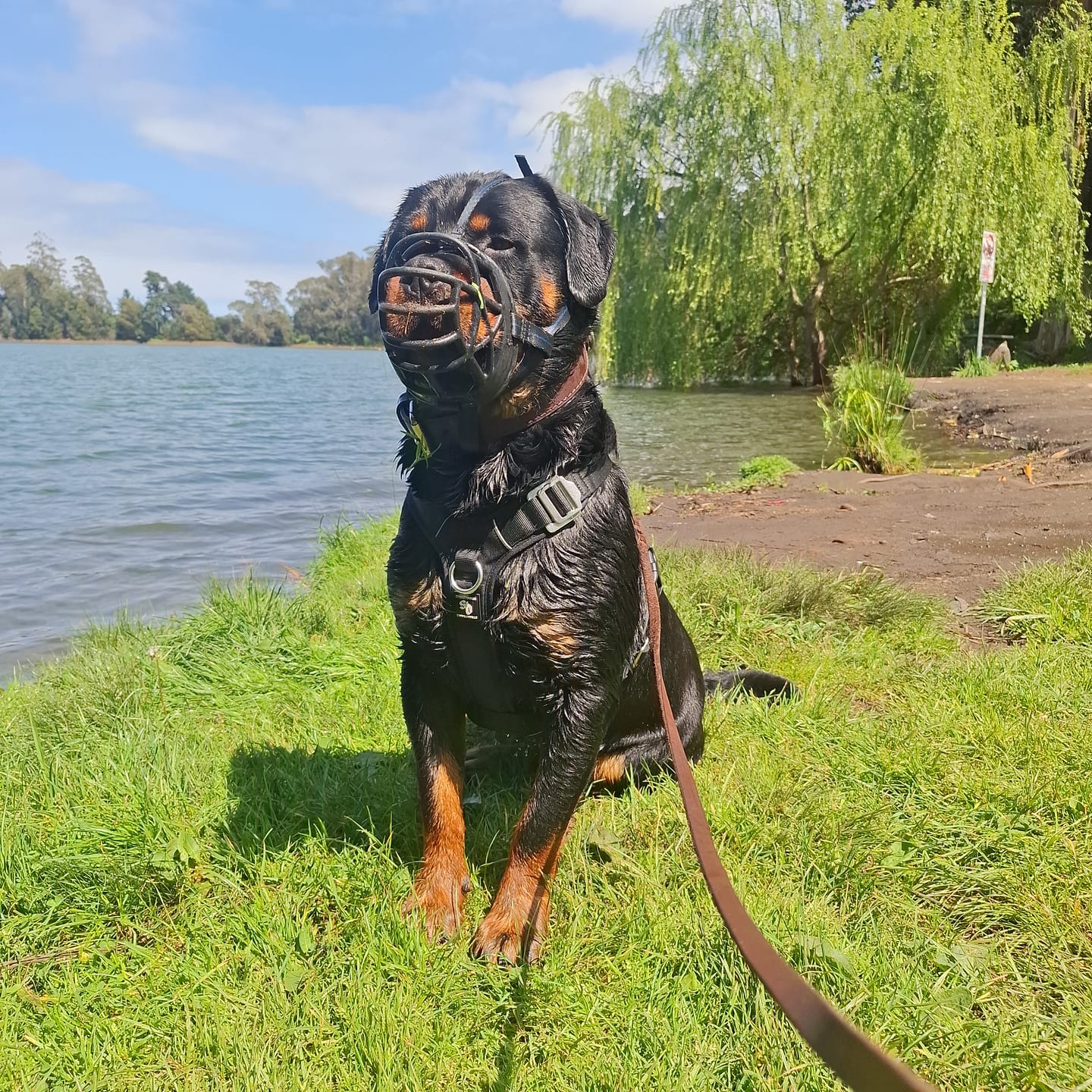Customer photo review of Arnés Aerosport para Perros - Street Dogs - Black