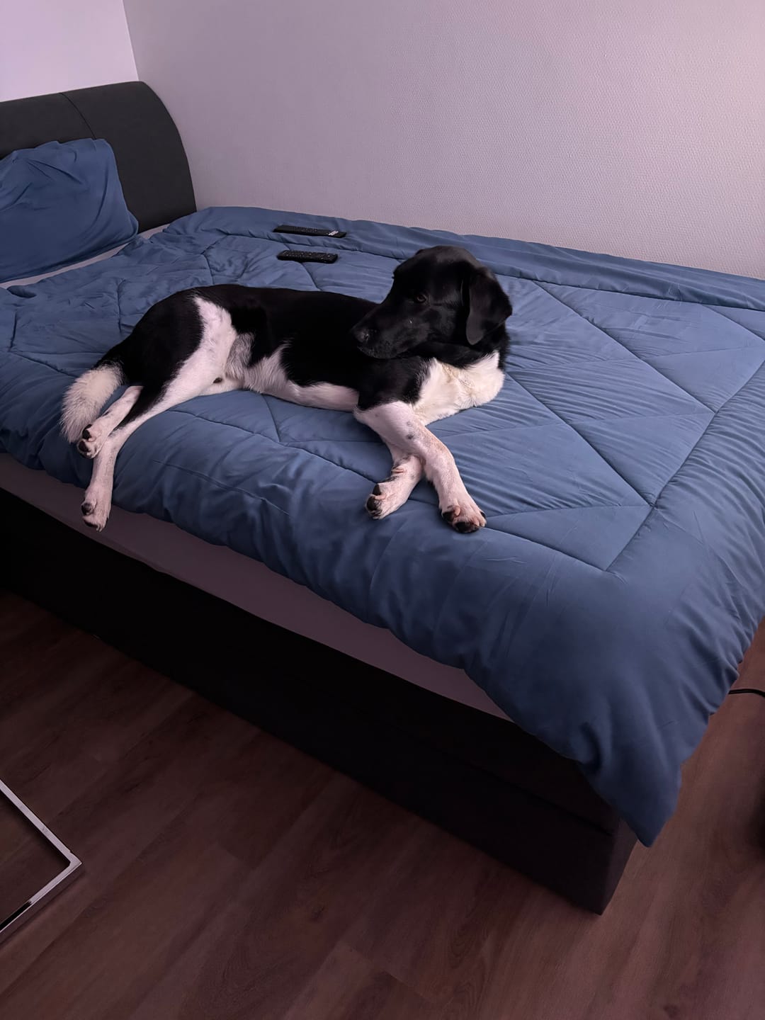 Customer photo review of NoCover® 2in1 Bettdecke - Die Bettdecke, die du nie mehr beziehen musst