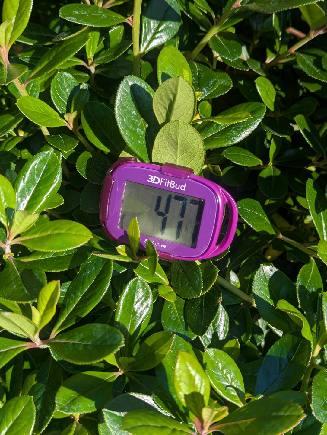 Customer photo review of Pedometer - 3DFitBud Simple Step Counter