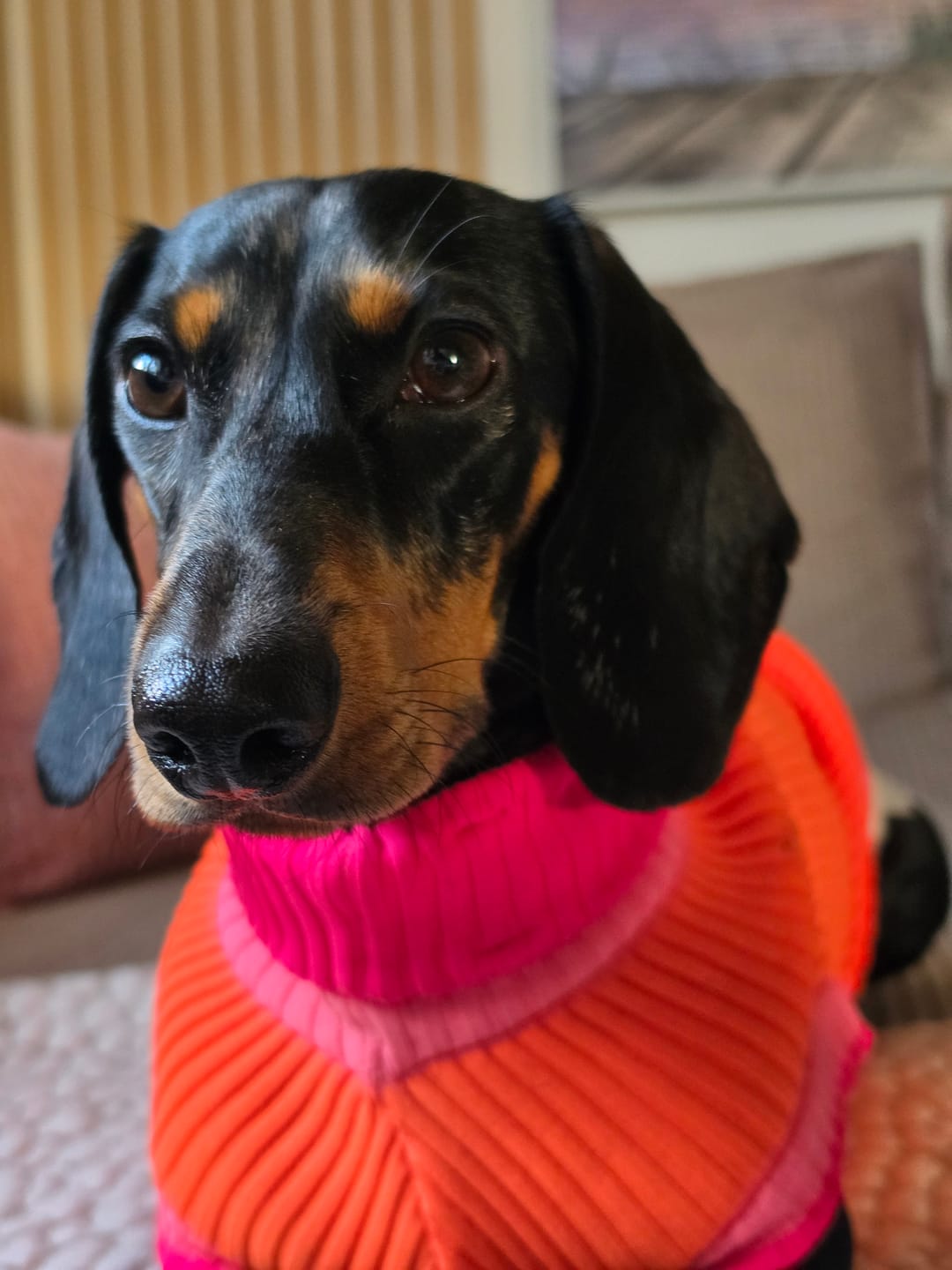 Customer photo review of Glow Jumper 2.0 Hundepullover
