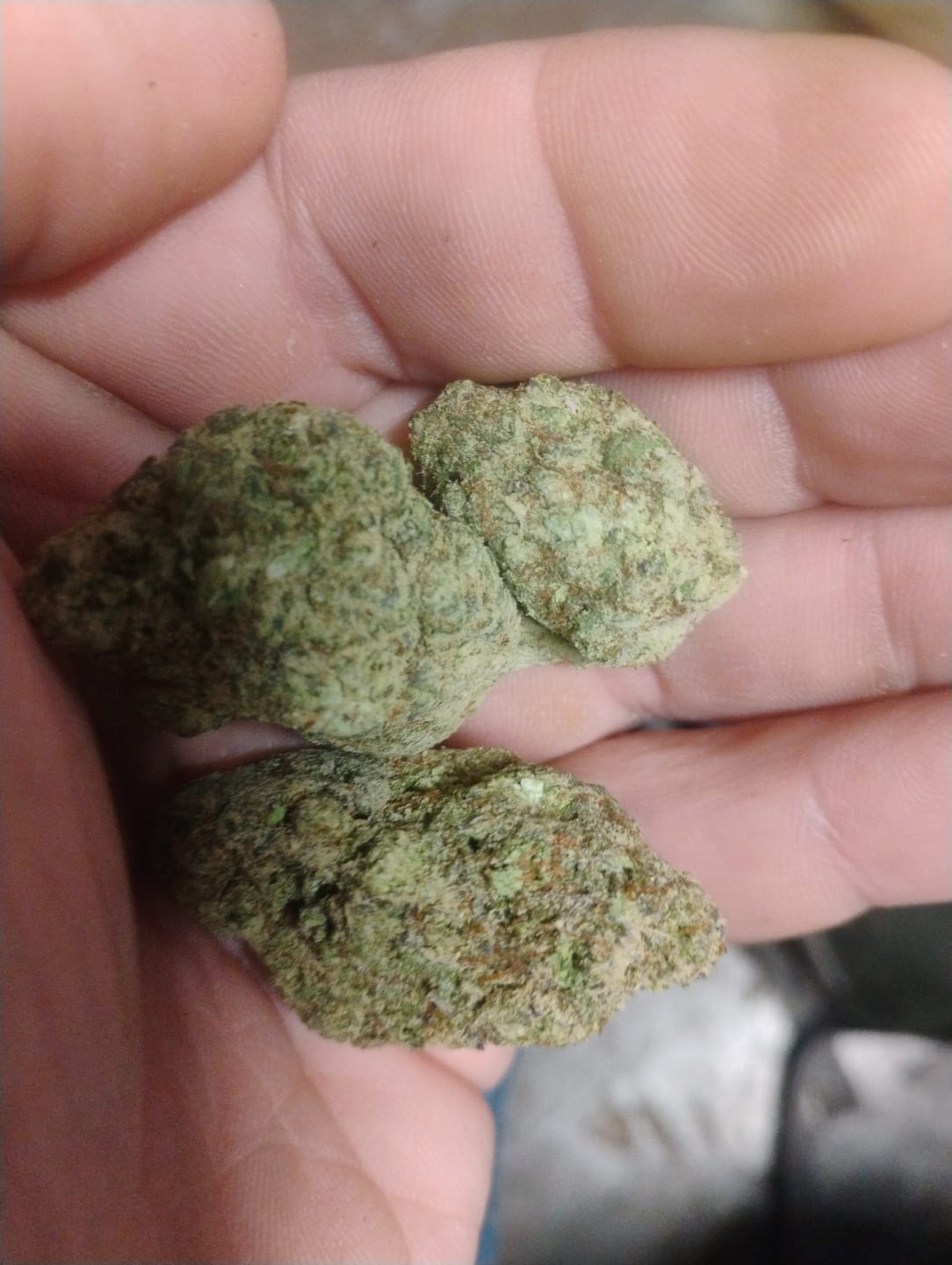 Customer photo review of Thin Mint Cookies - Bulk - Hybrid
