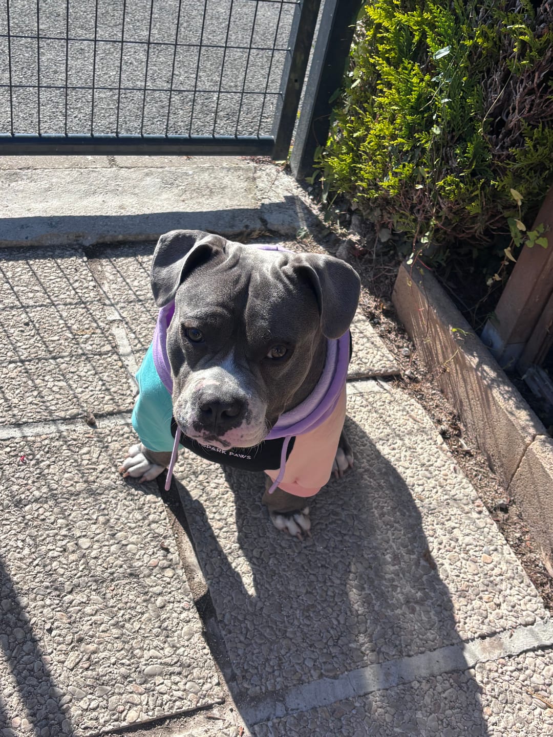 Customer photo review of Cyber Punk Dog Hoodie
