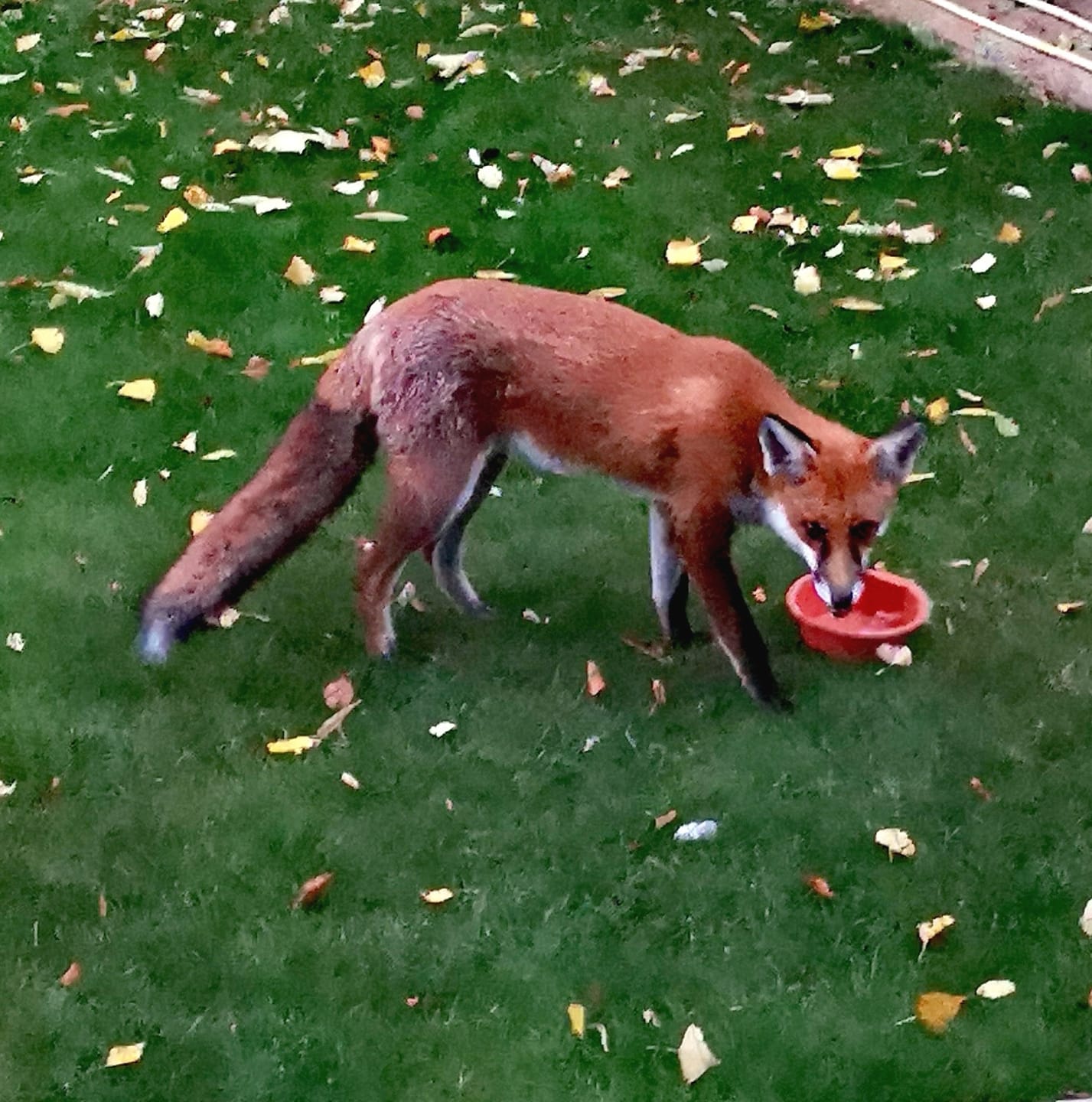Customer photo review of Fox & Badger Food 1kg
