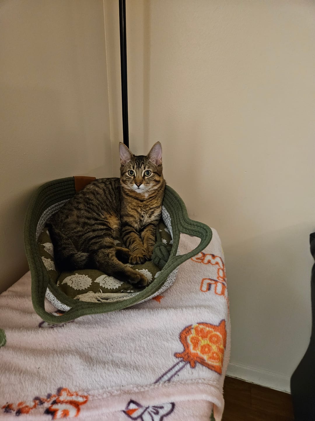 Customer photo review of Instinct Basket | Meet the first research-backed natural territory for indoor cats