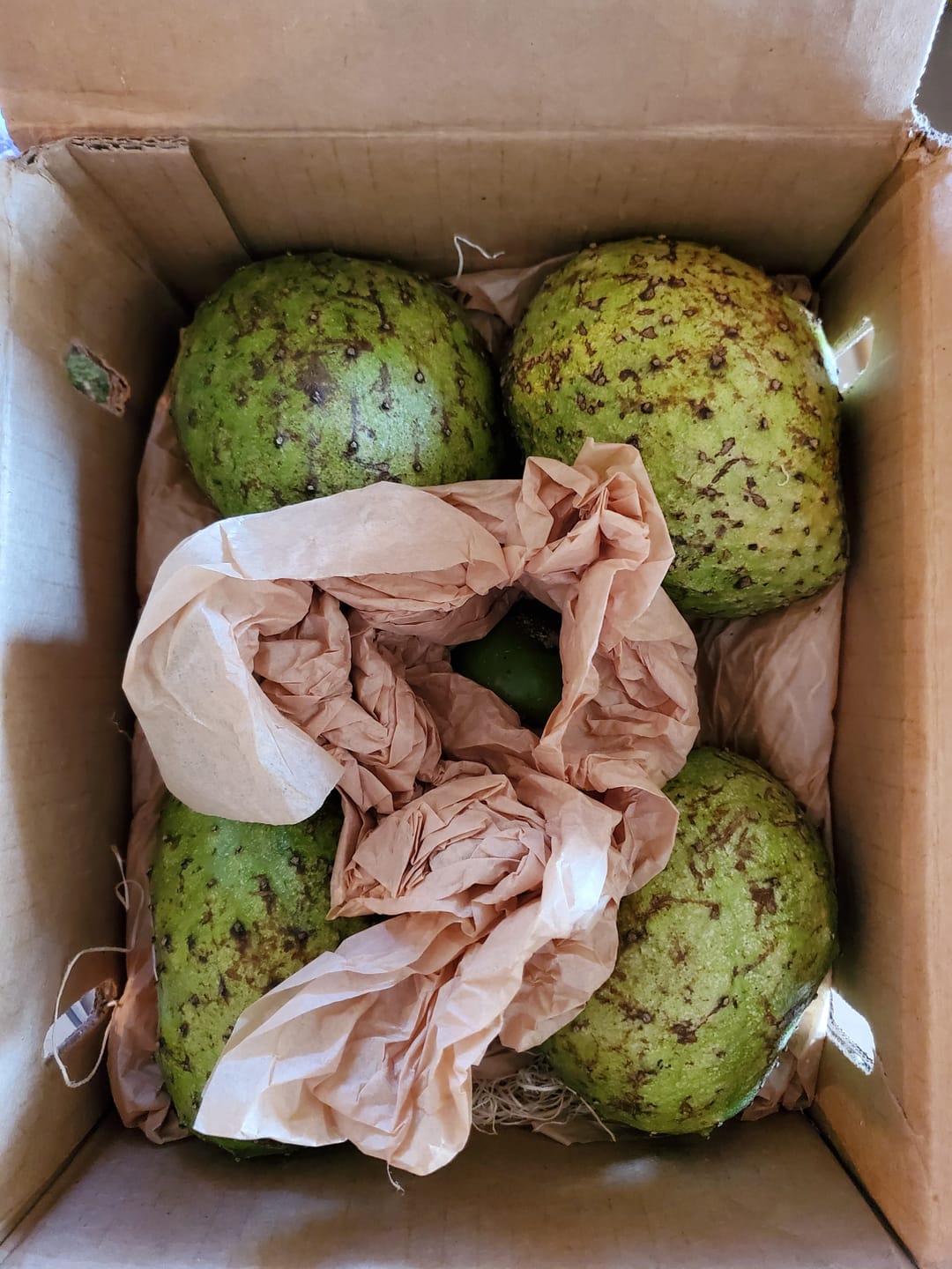Customer photo review of Premium Soursop (Guanabana)