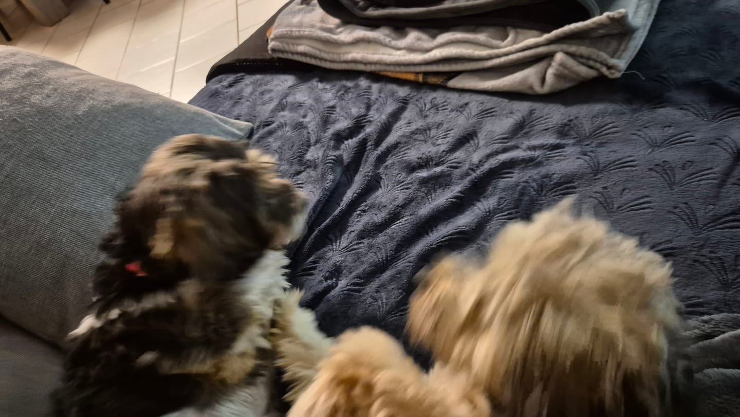 Customer photo review of Notre recommandation : Croquettes Chien Poulet Sans Céréales Ajoutées, Légumes Toutes Tailles