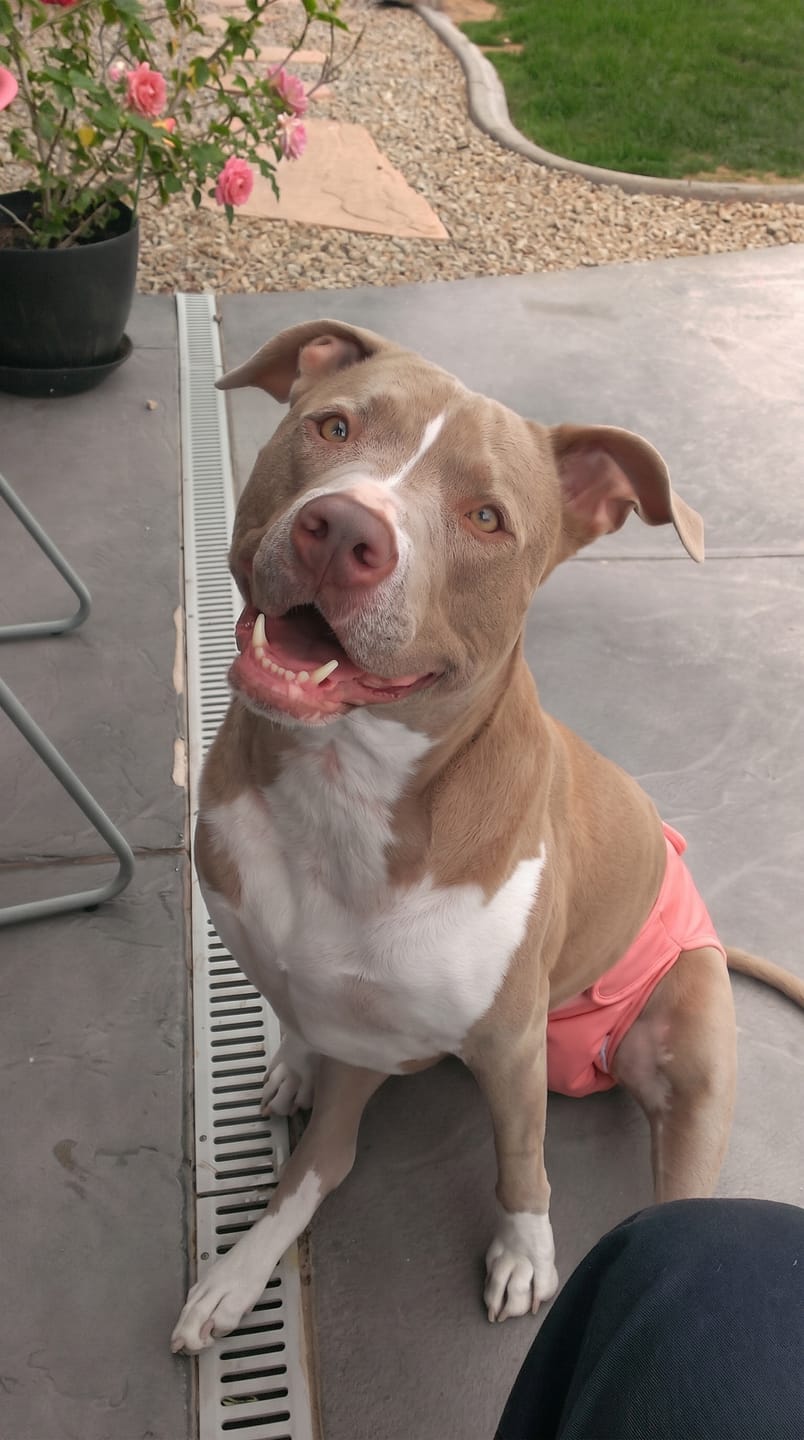 Customer photo review of Pañal Lavable Impermeable para Mascotas