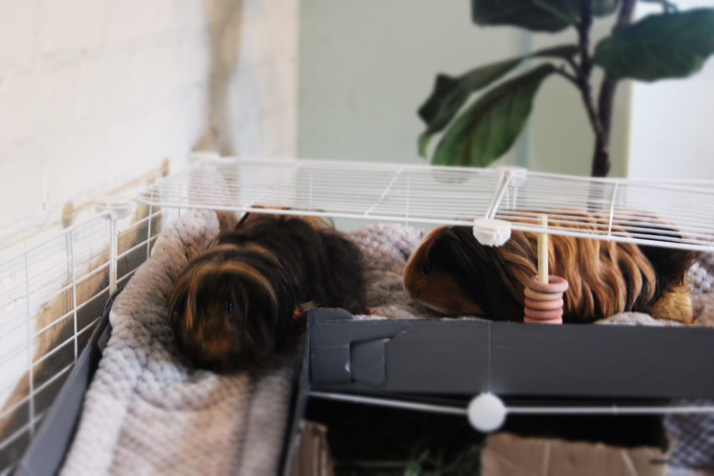 Customer photo review of The Kavee C&C Habitat - 6x2