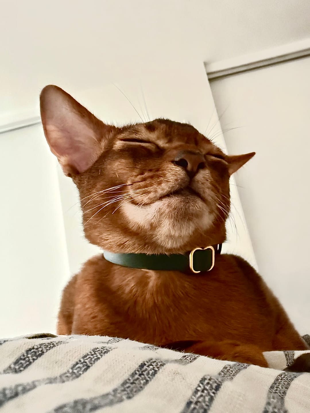 Customer photo review of Breakaway Cat Collar