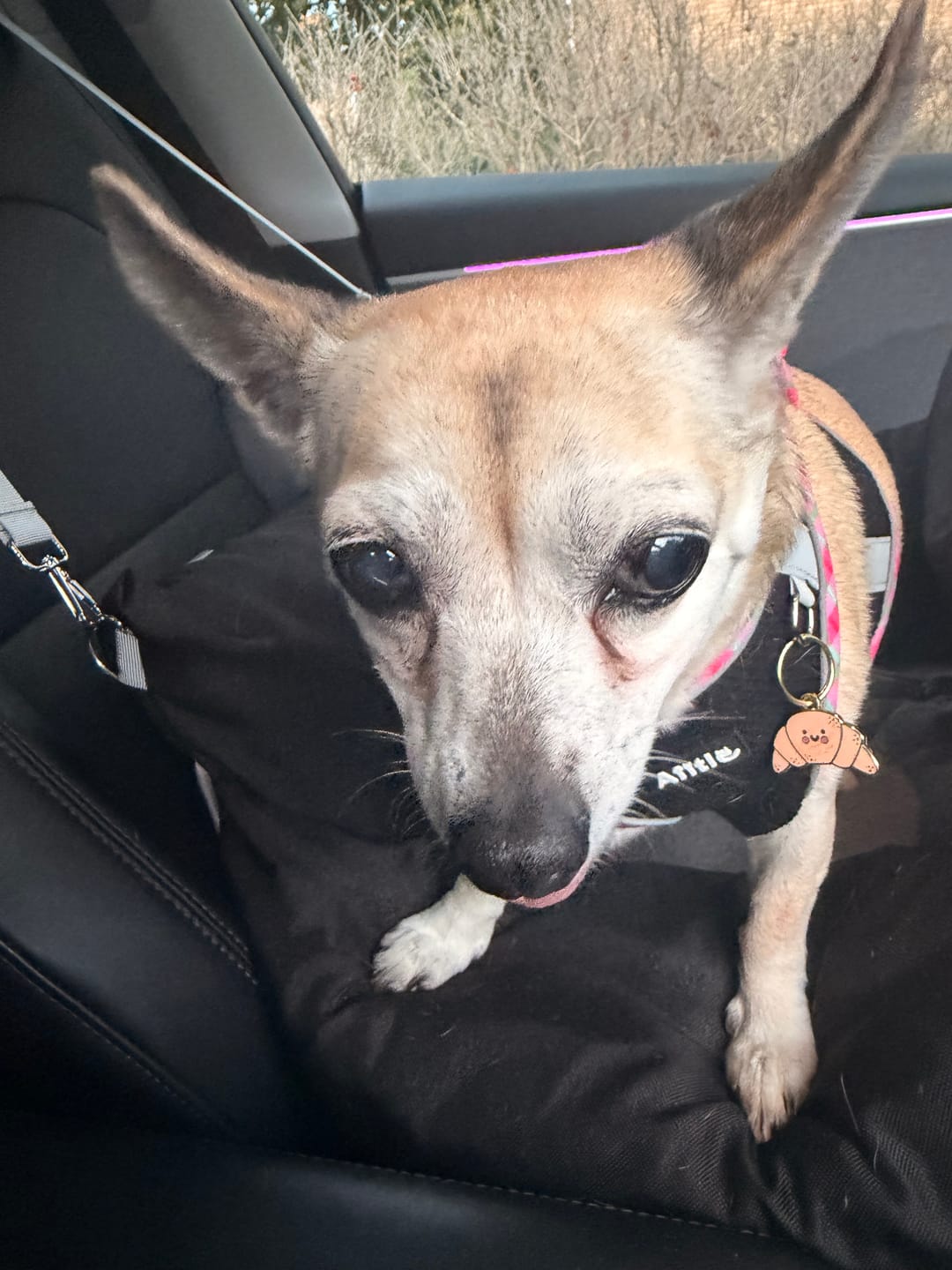 Customer photo review of Camille Croissant Metal Pet Tag