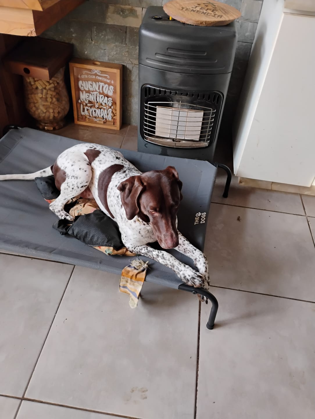 Customer photo review of Cama Elevada THE DOGS
