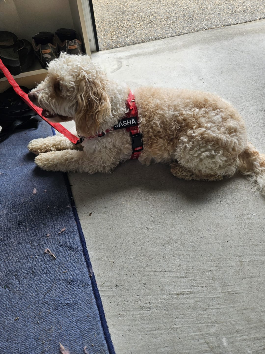 Customer photo review of Personalised No-Pull Reflective Dog Harness