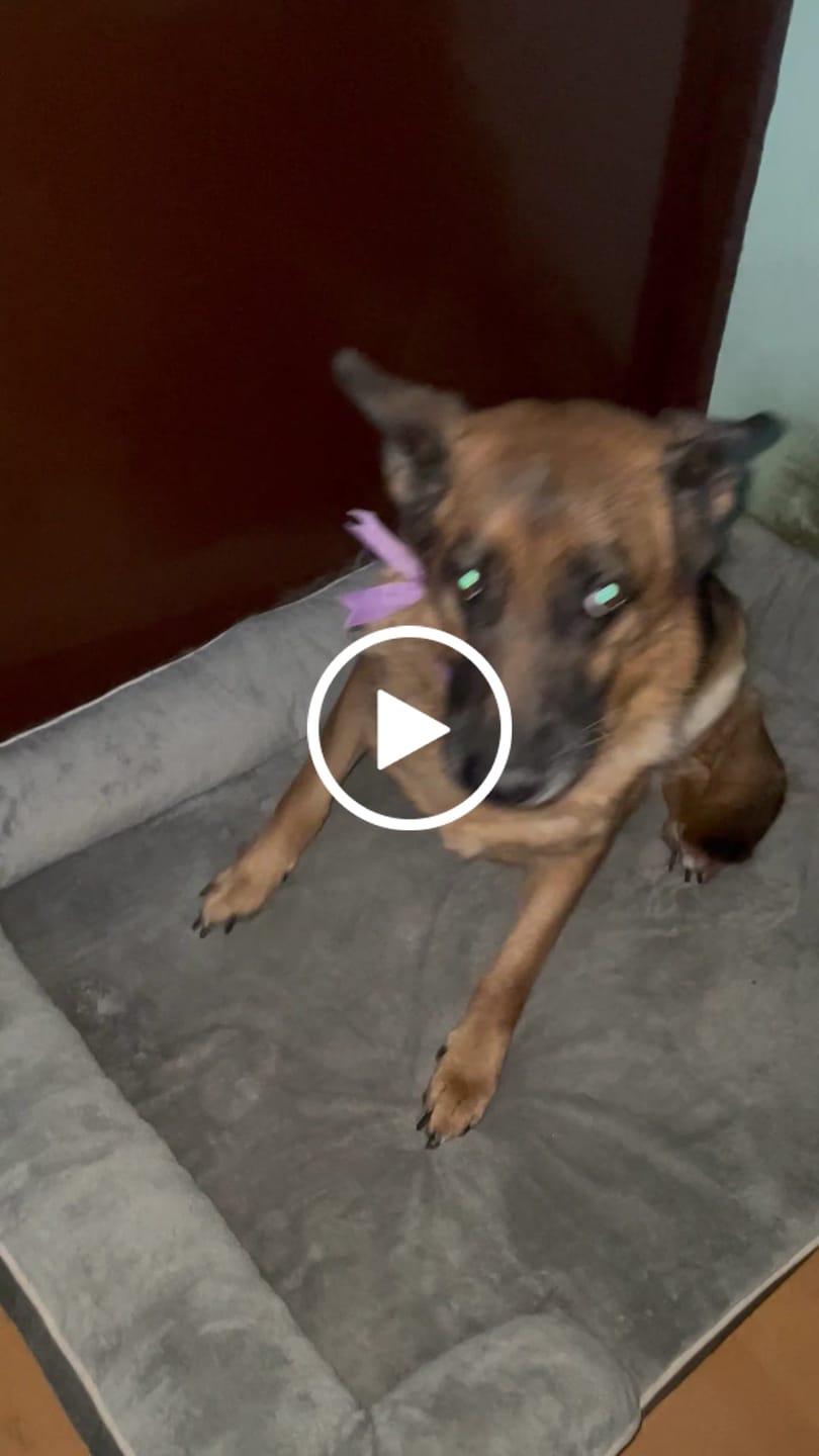 Customer video review of Manta Relajante para Mascotas