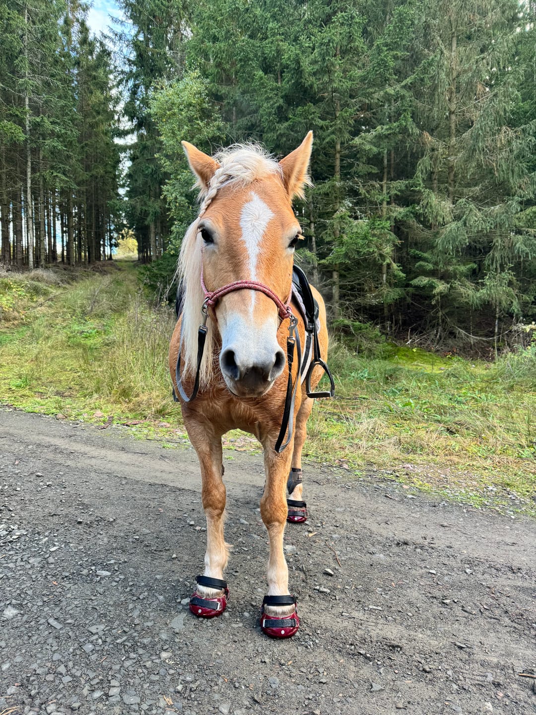 Customer photo review of Renegade® Viper Shield™ Hoof Boot - Dark Rose
