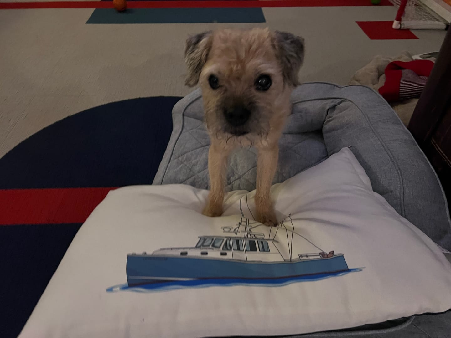 Customer photo review of Custom Indoor/Outdoor Dog Bed