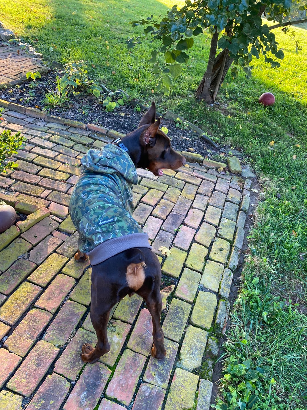 Customer photo review of Concrete Wood Dog Hoodie - Moss