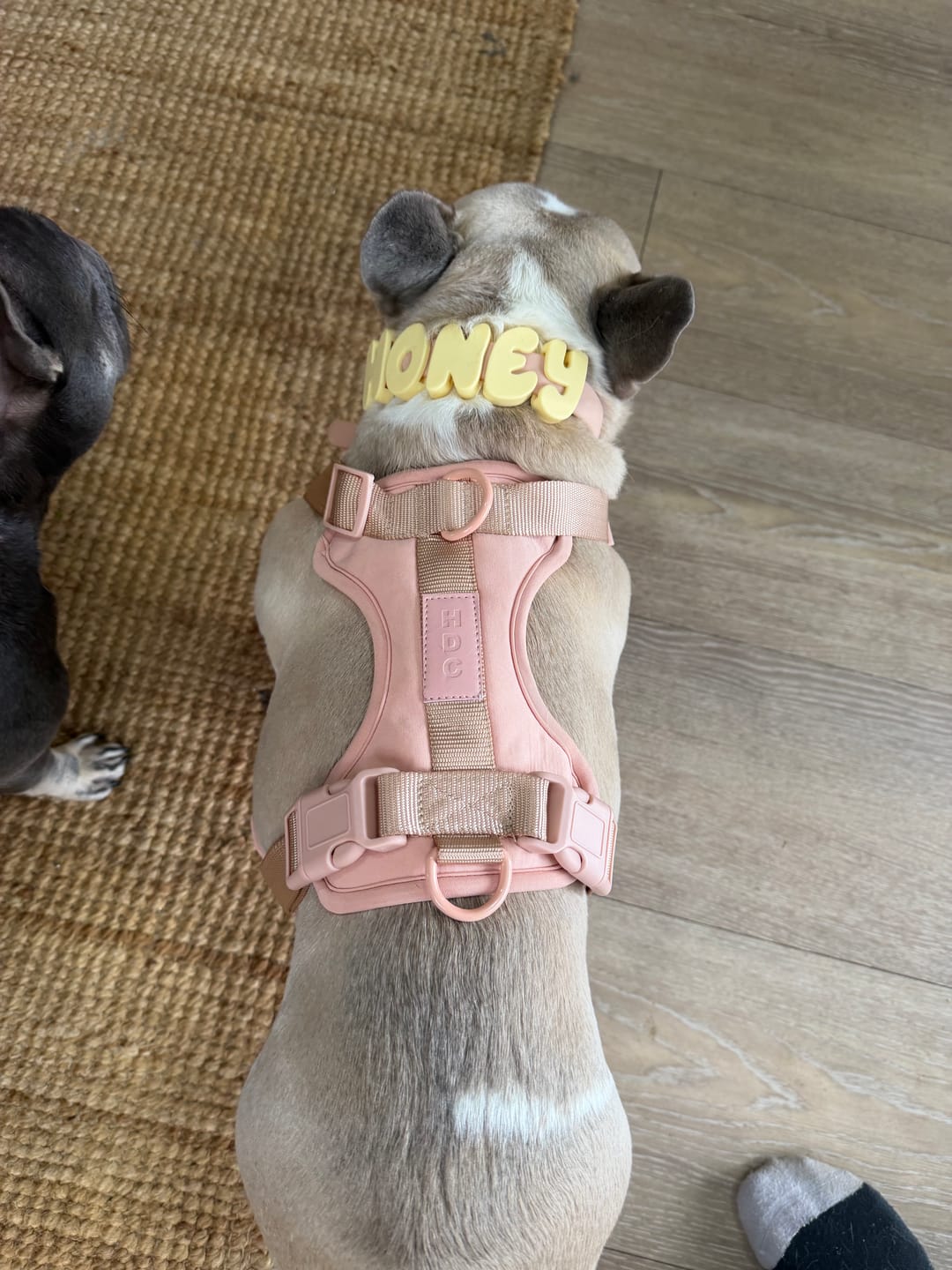 Customer photo review of Collar & Harness Set - Personalised