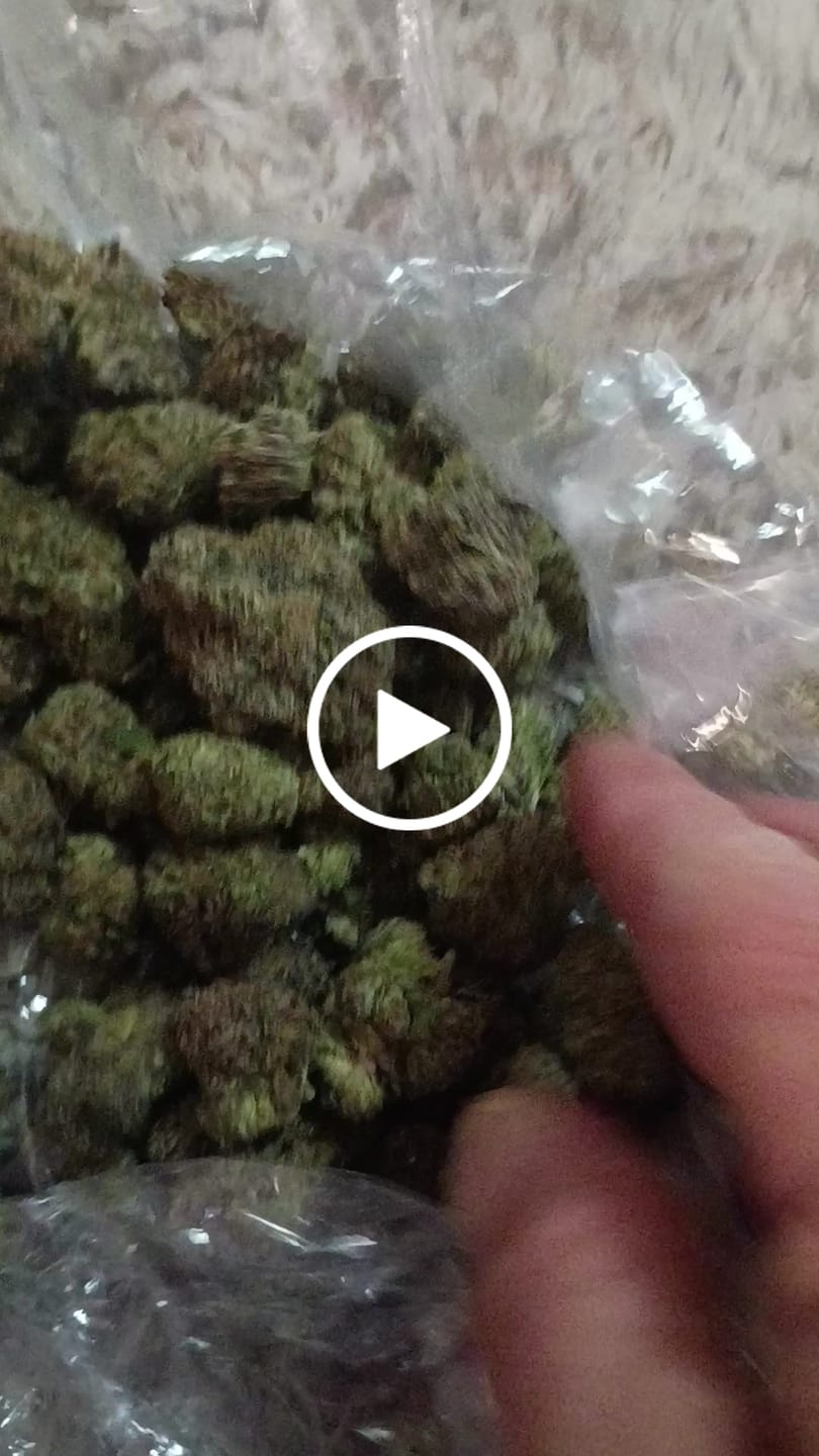 Customer video review of Versace Indoor - Bulk - Hybrid