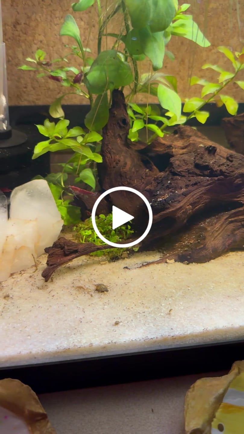 Customer video review of Fire Red Cherry Shrimp (Bright Red Neocaridina)