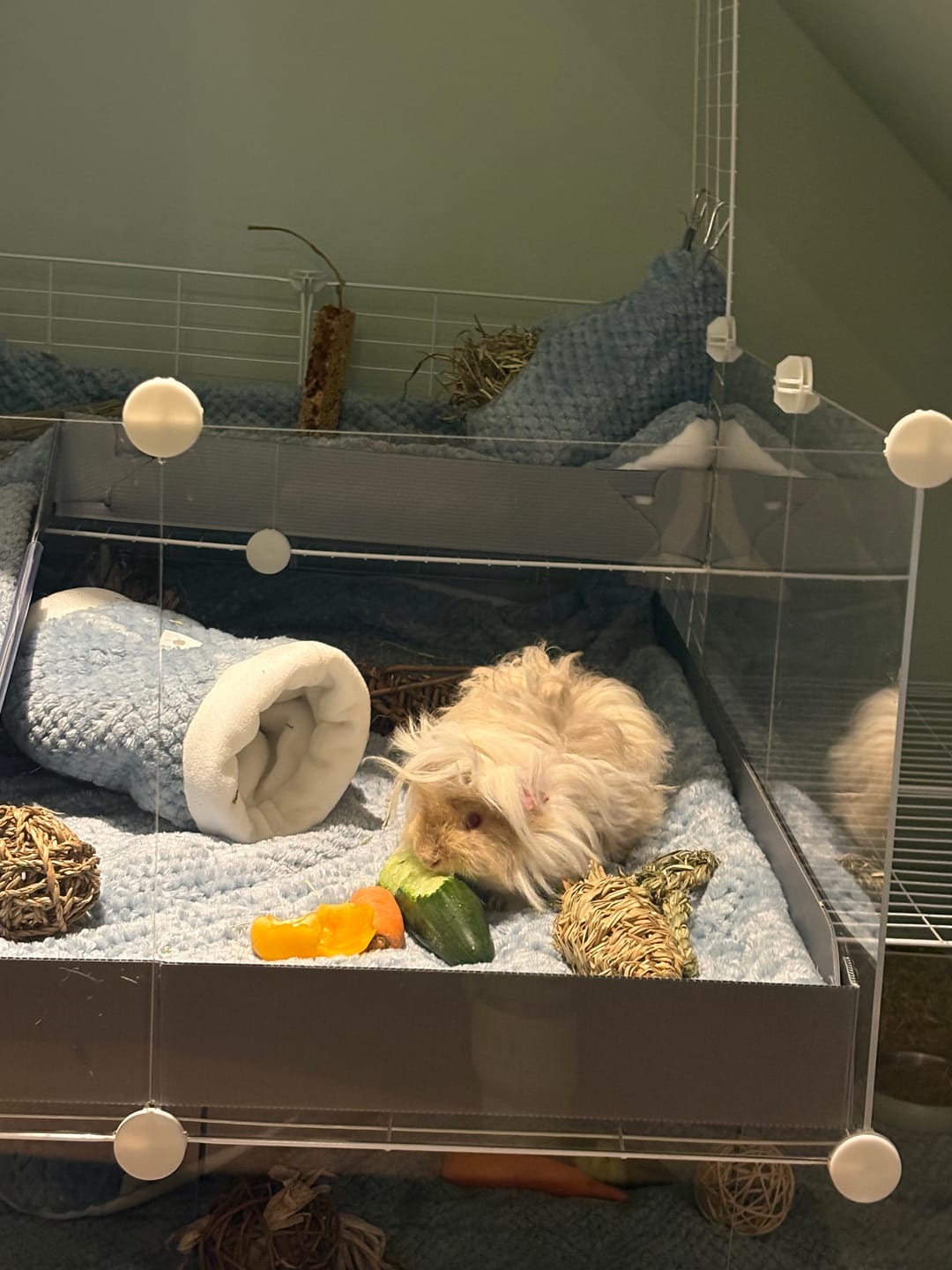 Customer photo review of Extra Soft Fleece Liners for Guinea Pigs | Dusky Blue