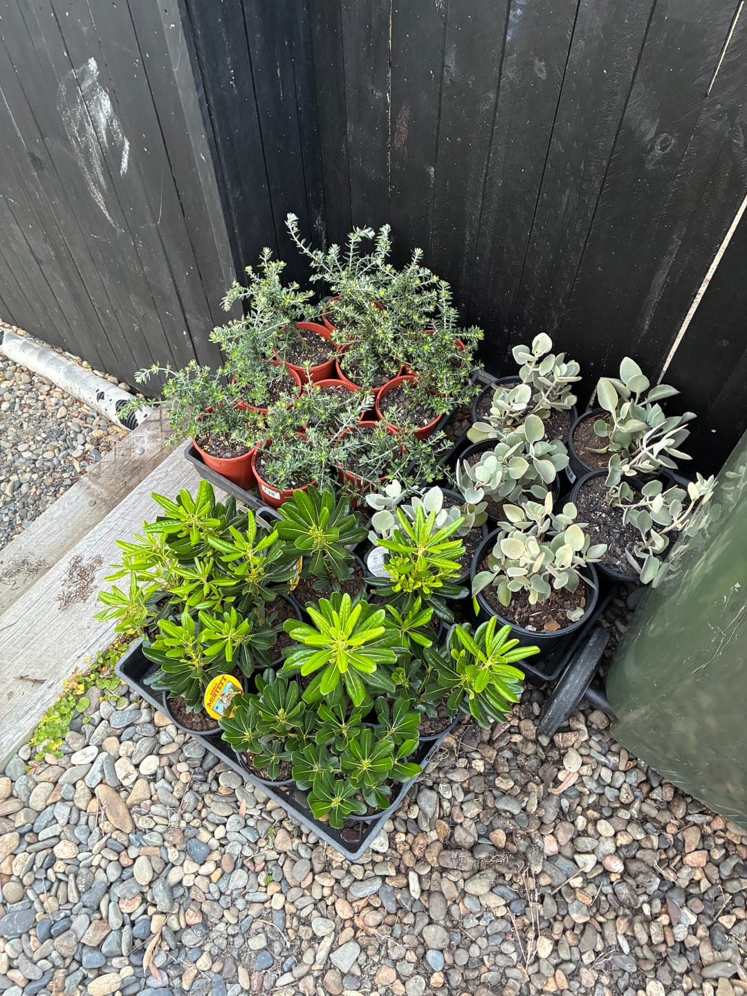 Customer photo review of Silver Spoons Kalanchoe - Kalanchoe ‘Silver Spoons’