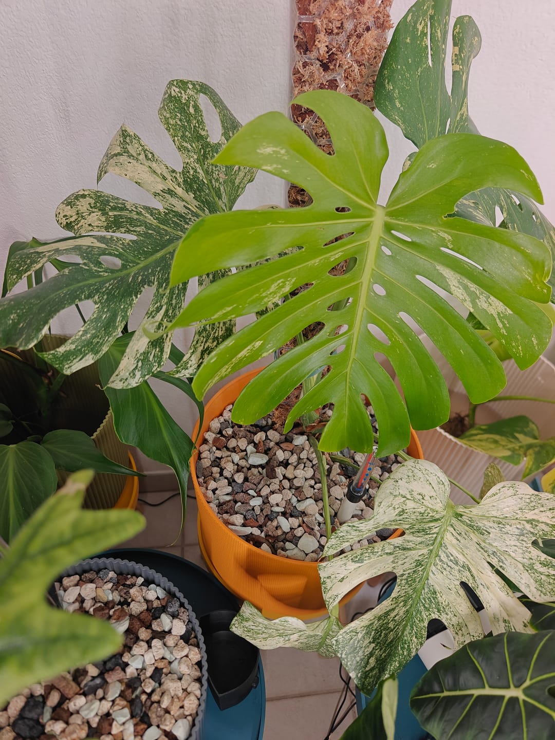 Customer photo review of Chunky Houseplant Mineral Mix