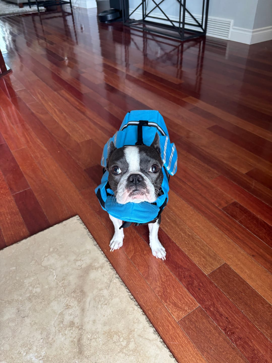 Customer photo review of Splash Paws™ Chin Float Life Jacket