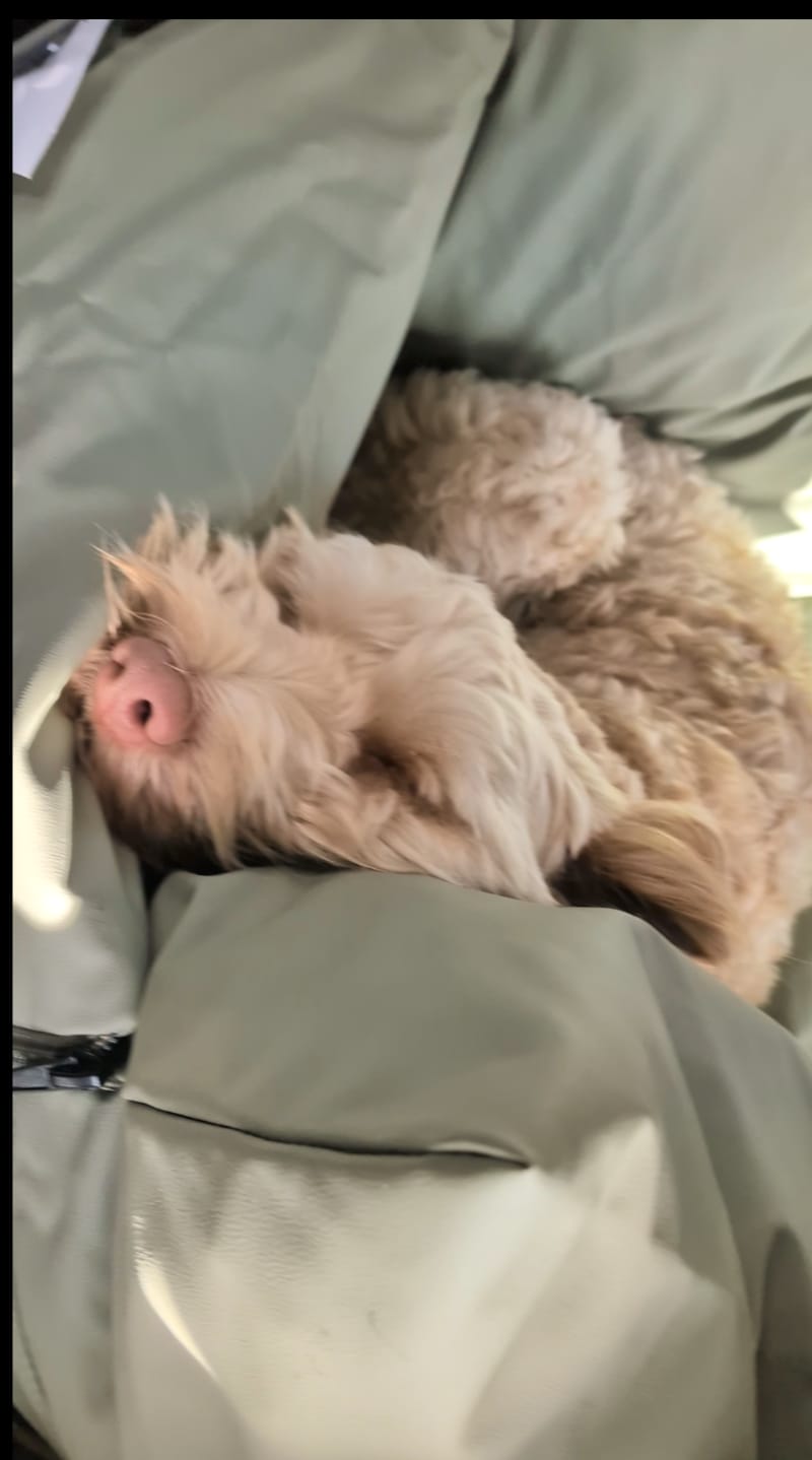 Customer photo review of Dog Dock V2 New & Improved ISO Fix